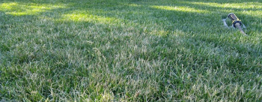 Shade Sod Establishment Greenhorizons Sod Grass Turf Green Lawn Install
