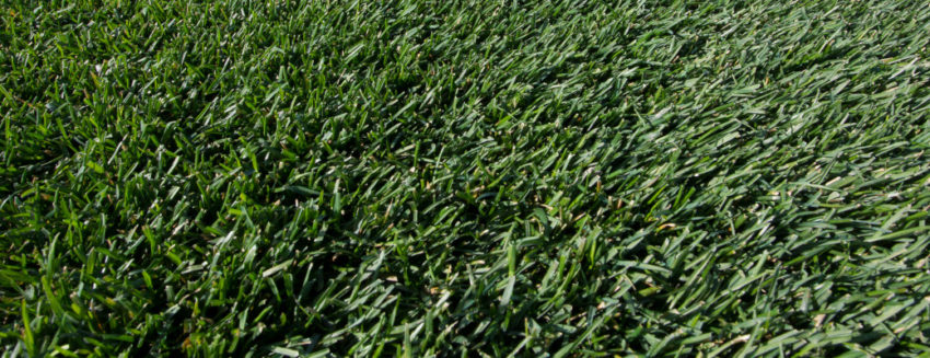 Old Turf Greenhorizons Grass Turf Green Lawn Install