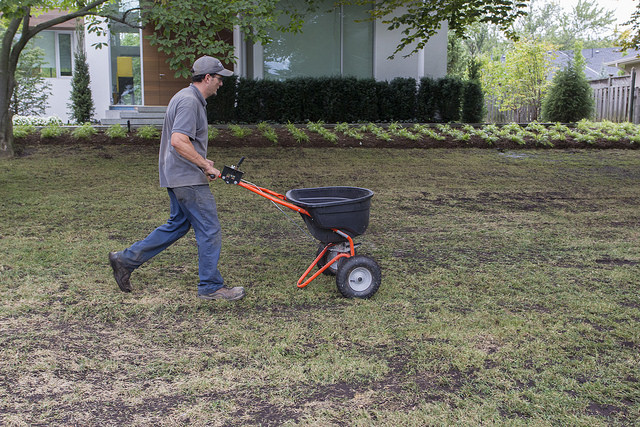 Winter Sod Grass Turf Green Install