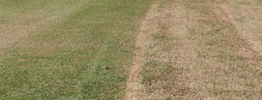 Dormant Grass Greenhorizons Sod Grass Turf Green Lawn Install