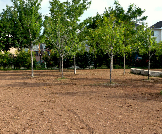 Grass Turf Green Install