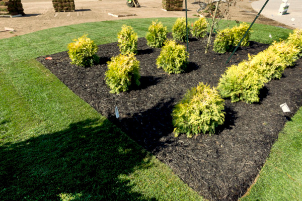 Fall Mulching Grass Turf Green Install