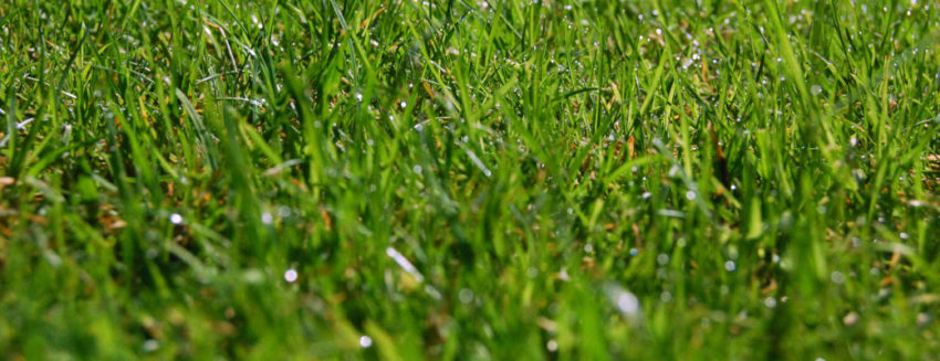 Premium Bluegrass Grass Turf Green Lawn Install