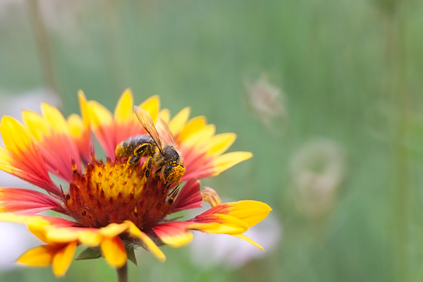 Bee-Friendly Gardens Grass Turf Green Install