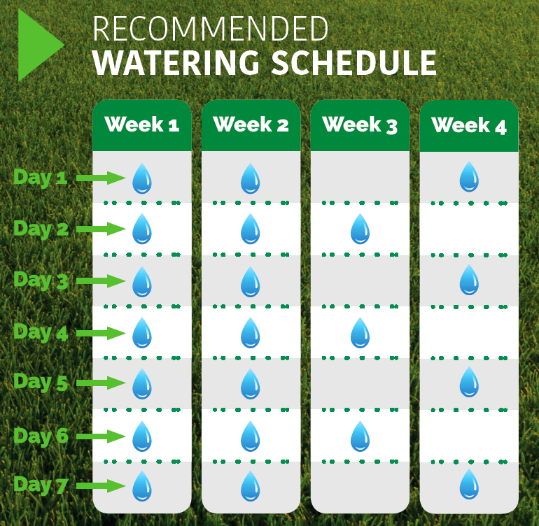 Recommended Watering Schedule for Overseeding