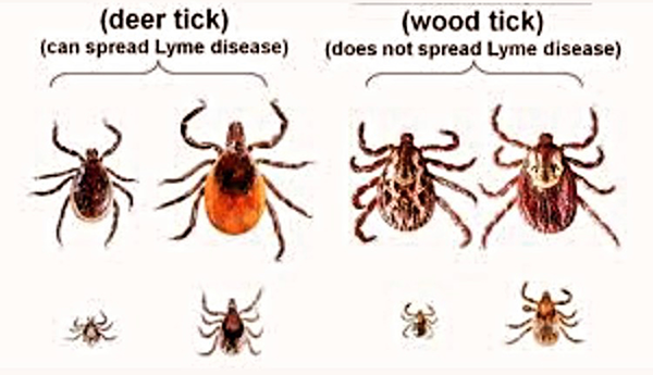 Ticks Deer vs Dog 