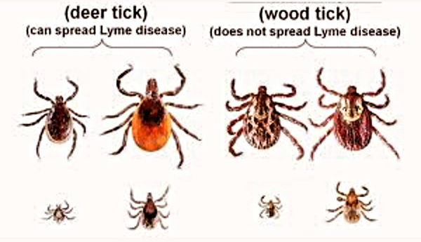 what will keep ticks away from dogs yard