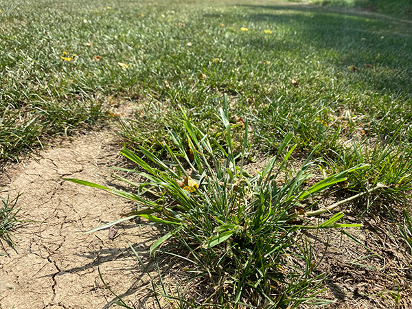 Crabgrass - Undesirable Grasses