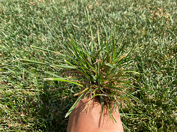 Undesirable Grasses - Poa Annua