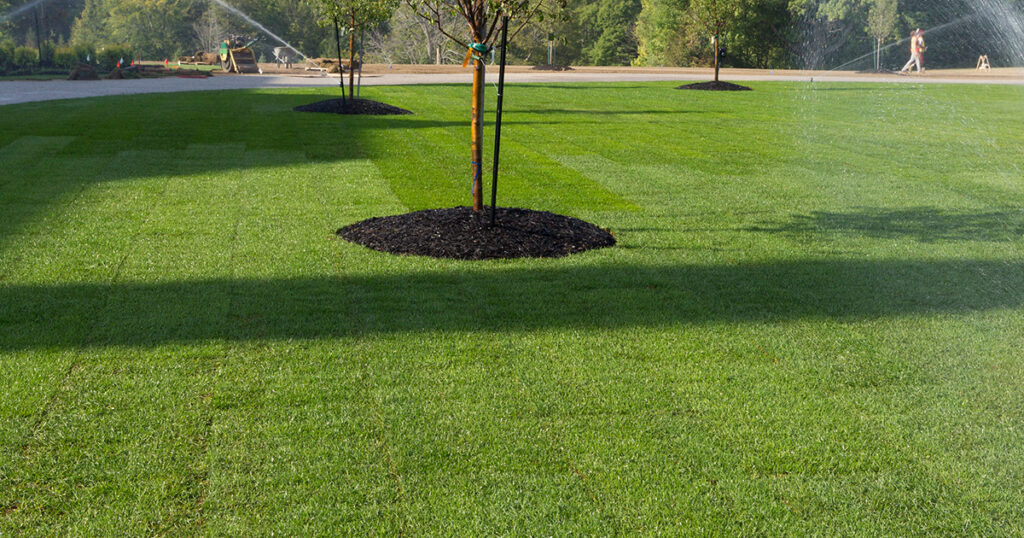 The Superior Ground Cover Solution: Sod