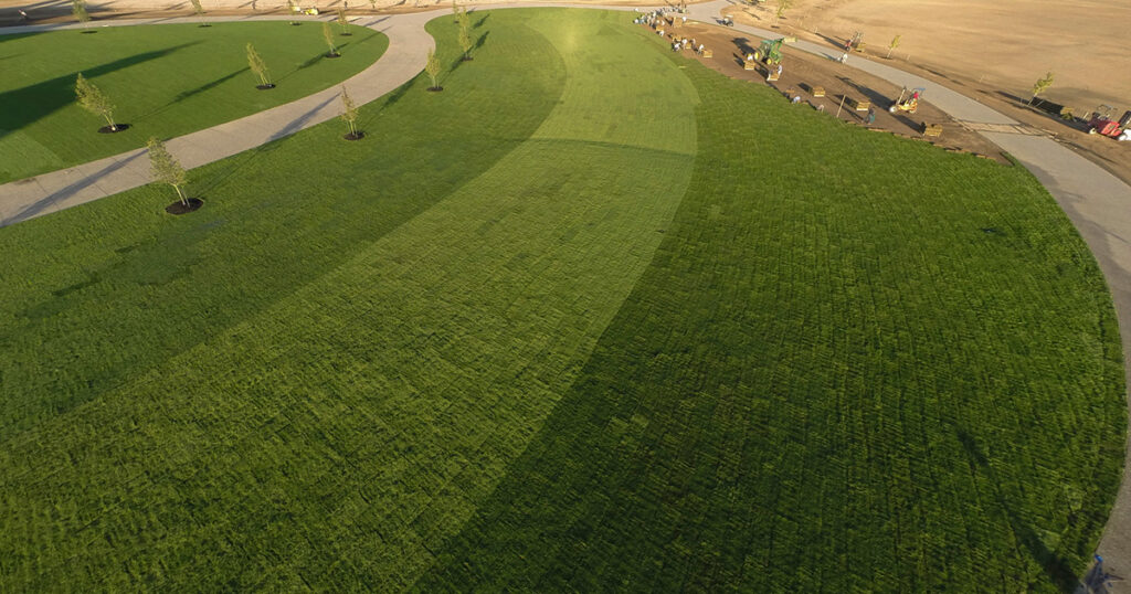 Sod is a versatile ground cover solution