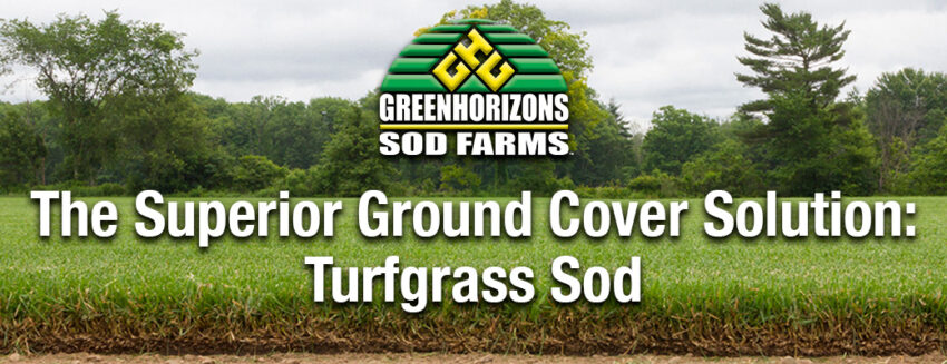 The Superior Ground Cover Solution: Turfgrass Sod