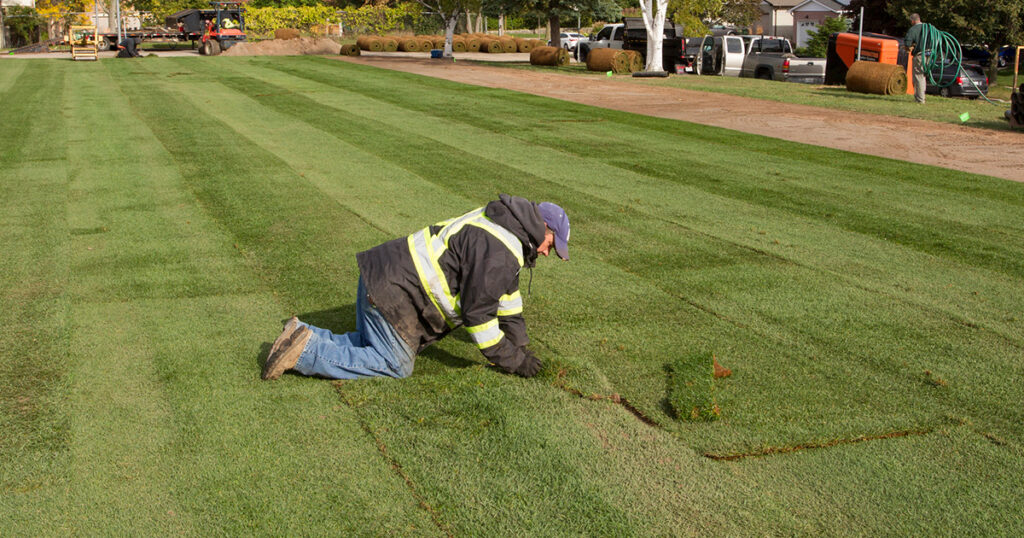 Sod installation with some trimming to make it perfect