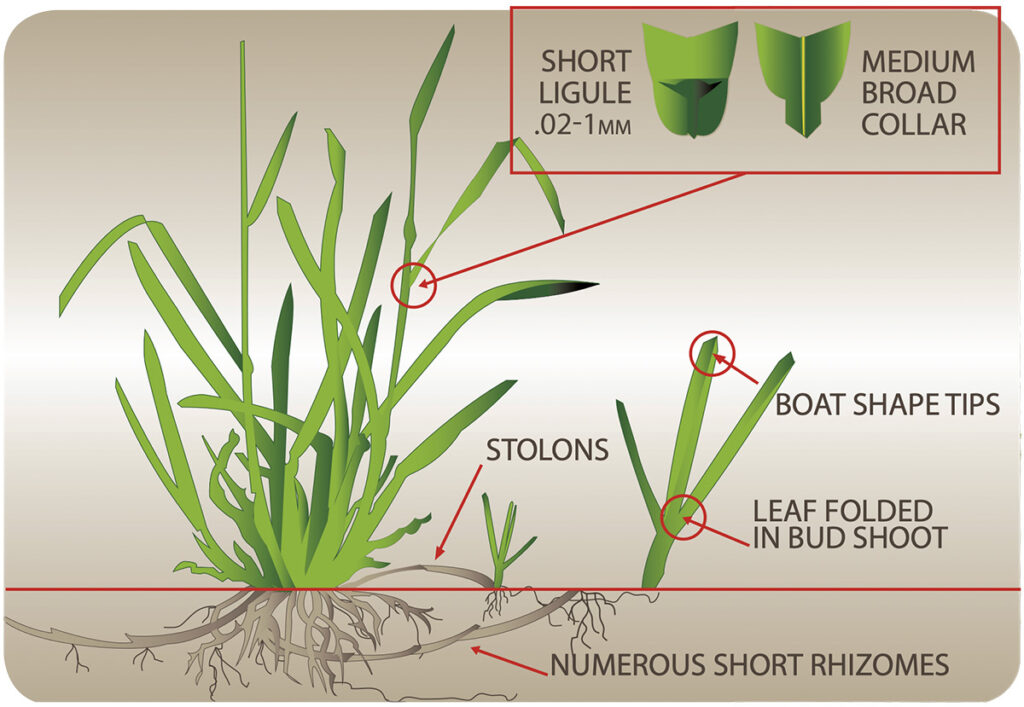 Greenhorizons Ultimate Sports Turf Physiology