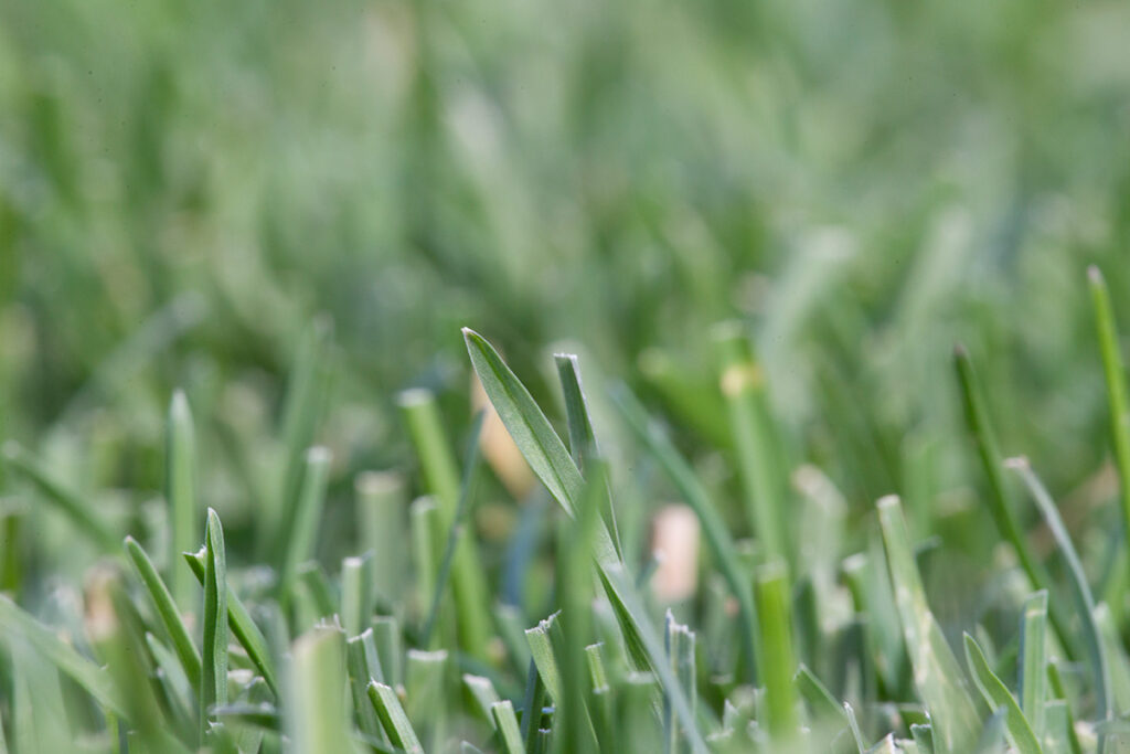 Boat-shaped tips of Greenhorizons Ultimate Sports Turf