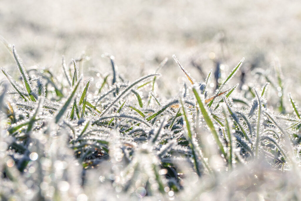 Sports Turf in the Winter