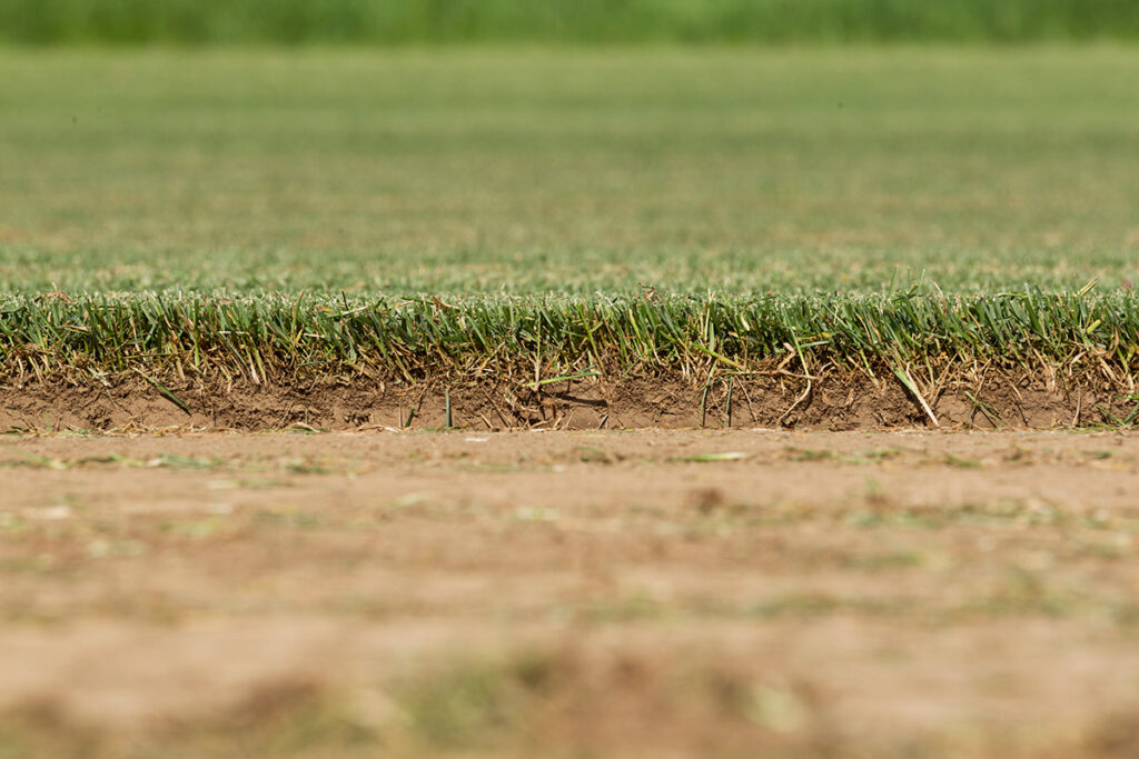Kentucky Bluegrass cross section