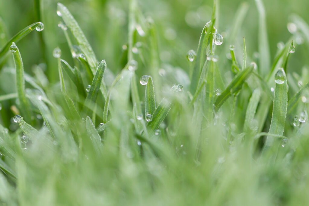 Water Beading on Kentucky Bluegrass